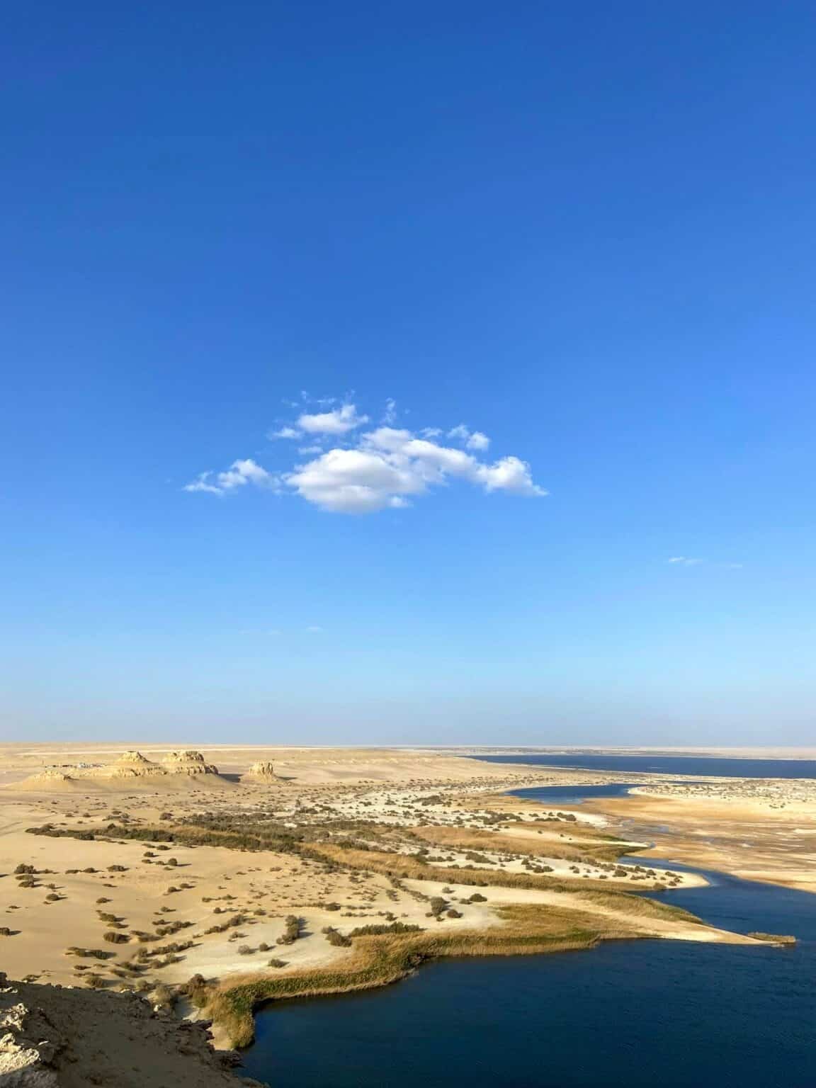 Egypt Desert Palm Trees in Fayoum