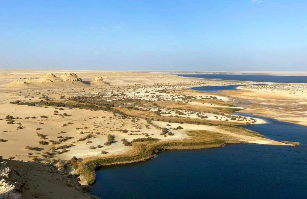 Egypt Desert Palm Trees in Fayoum